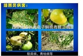 植物病害快速诊断仪/植物病害检测仪
